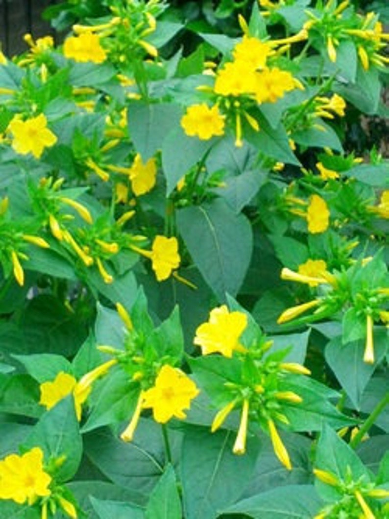 Yellow Four Oclock Plant / Flower / 20 Seeds Etsy