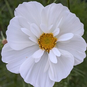 May include: A detailed image of a white cosmos flower, showcasing its layered petals. The flower's centre is a bright yellow, composed of small, dense elements. The backdrop is a muted green, enhancing the flower's colour.