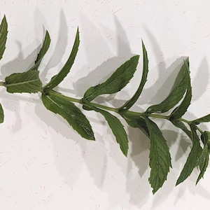 Organic Rooted Mint Plant