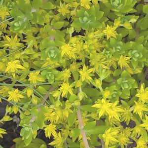 May include: A dense cluster of Sedum reflexum, commonly known as stonecrop, featuring vibrant star-shaped yellow flowers and succulent, light green, needle-like foliage. The plant displays a sprawling growth habit with multiple stems.