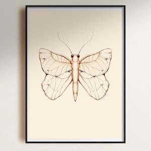 May include: A line drawing of a butterfly with multiple eyes on its wings. The butterfly is drawn in brown ink on a cream background.