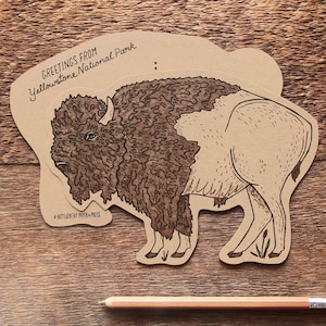 Carte postale yellowstone Bison, carte postale bison américaine, carte postale typographique Die Cut
