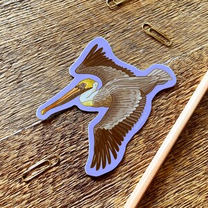 Brown Pelican Sticker, Wildlife Sticker, Outdoor Sticker, Single Die Cut Vinyl Sticker image 3