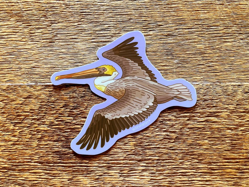 Brown Pelican Sticker, Wildlife Sticker, Outdoor Sticker, Single Die Cut Vinyl Sticker image 2