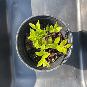 Legacy Blueberry Bush Southern Highbush Berry Container Garden Starter Plant Beginner Gardener Outdoor Plant Organic Fruit Bearing