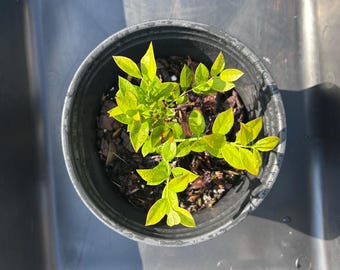 Arbusto de arándano Legacy, arbusto alto sureño, planta de inicio para jardín en contenedor, planta para principiantes, planta para exteriores, fruta orgánica / ¡OFERTA!