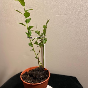 Duke Blueberry Bush Northern Highbush Berry Container Garden Starter Plant Beginner Gardener Outdoor Plant Organic Fruit Bearing