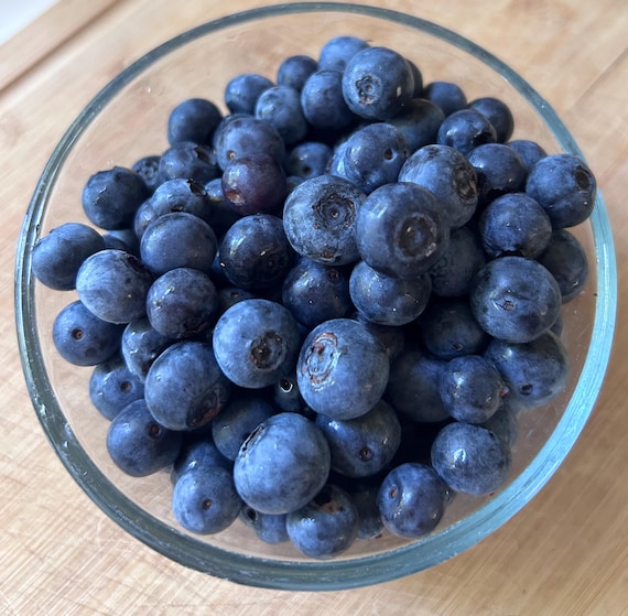 Legacy Blueberry Bush Southern Highbush Berry Container Garden Starter Plant Beginner Gardener Outdoor Plant Organic Fruit Bearing