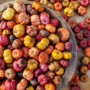 Harvest Putka Pods -  Multicolored Blend Scented/Unscented. | Handpicked and Sorted| Available in 3 Cups and 16 Cups. Optional Refresher Oil