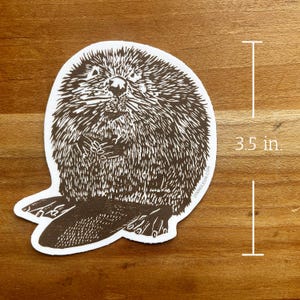 May include: A brown and white sticker featuring a detailed illustration of a beaver. The sticker is approximately 3.5 inches in height. The beaver is depicted with a textured fur pattern and is holding a small object.