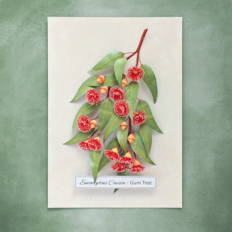 Eucalyptus Gum Tree Wall Art Red Flowering Gumtree Branch Artwork
