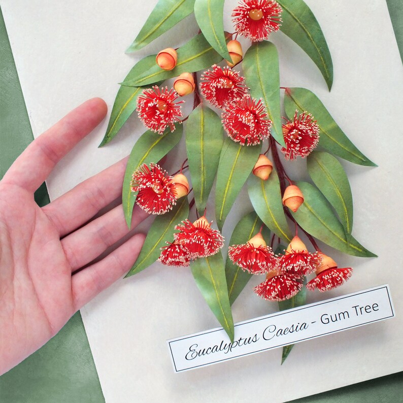 Eucalyptus Gum Tree Wall Art Red Flowering Gumtree Branch Artwork