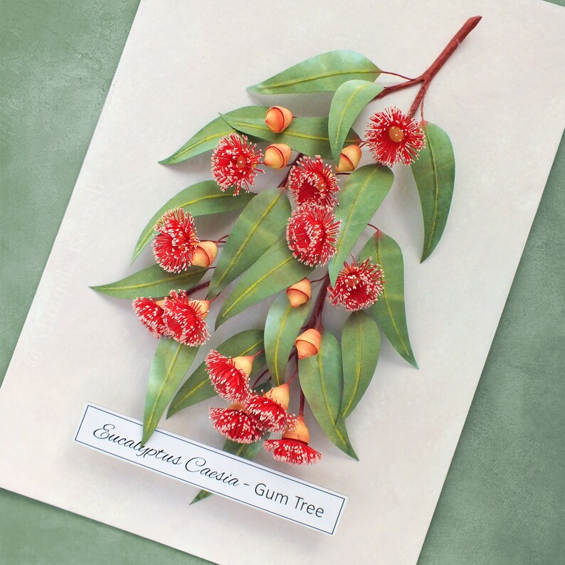 Eucalyptus Gum Tree Wall Art Red Flowering Gumtree Branch Artwork