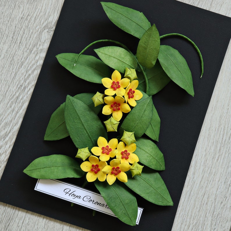Tropical Wall Art Hoya Plant Yellow Flowers on Black Background Wax Plant 3D Paper Art House Plant Lover Gift Paper Anniversary image 4