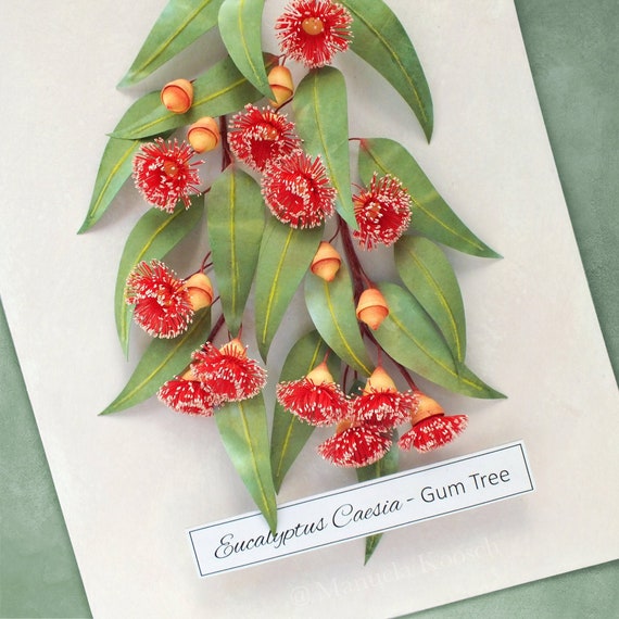 Eukalyptus-Gummi-Baum-Wandkunst - Rot blhender Gummibaum-Zweig Kunstwerk -  Australische Ureinwohner Blumen - Botanische Papier-Illustration - Etsy  Schweiz