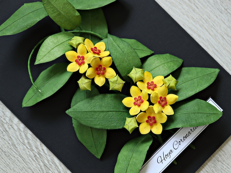 Tropical Wall Art Hoya Plant Yellow Flowers on Black Background Wax Plant 3D Paper Art House Plant Lover Gift Paper Anniversary image 1