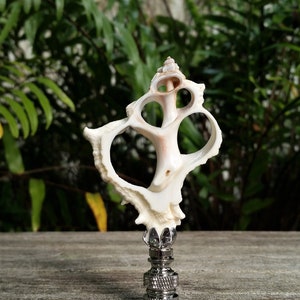Sea Shell Lamp Finial, Off White