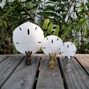 Sand Dollar Lampenkopf, verschiedene Größen