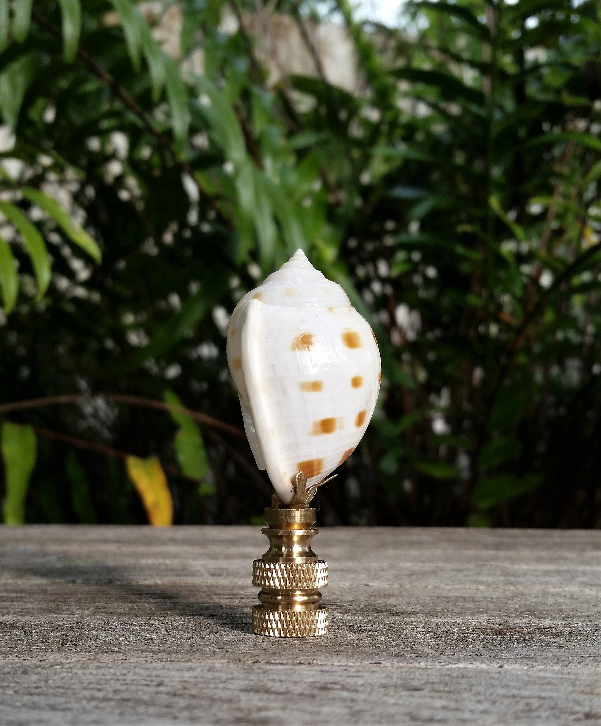 Sea Shell Lamp Finial, Off White Brown Specks