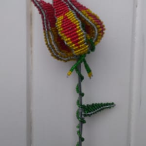 Flammenlilie - Die Nationalblume von Simbabwe