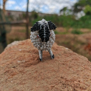 Baby white sheep