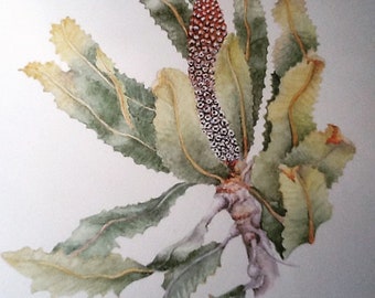 Bourgeon de Banksia - Imprimer