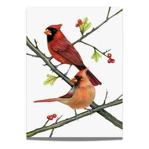Custom Bird Illustration