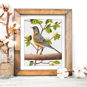 American Robin Giclee Fine Art Print