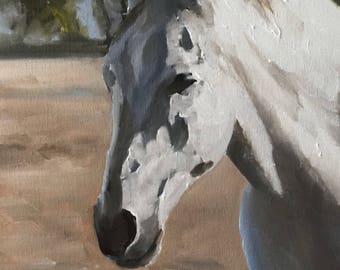 White horse Painting, Prints, Canvas, Posters, Originals, Commissions,  Fine Art - from original oil painting by James Coates