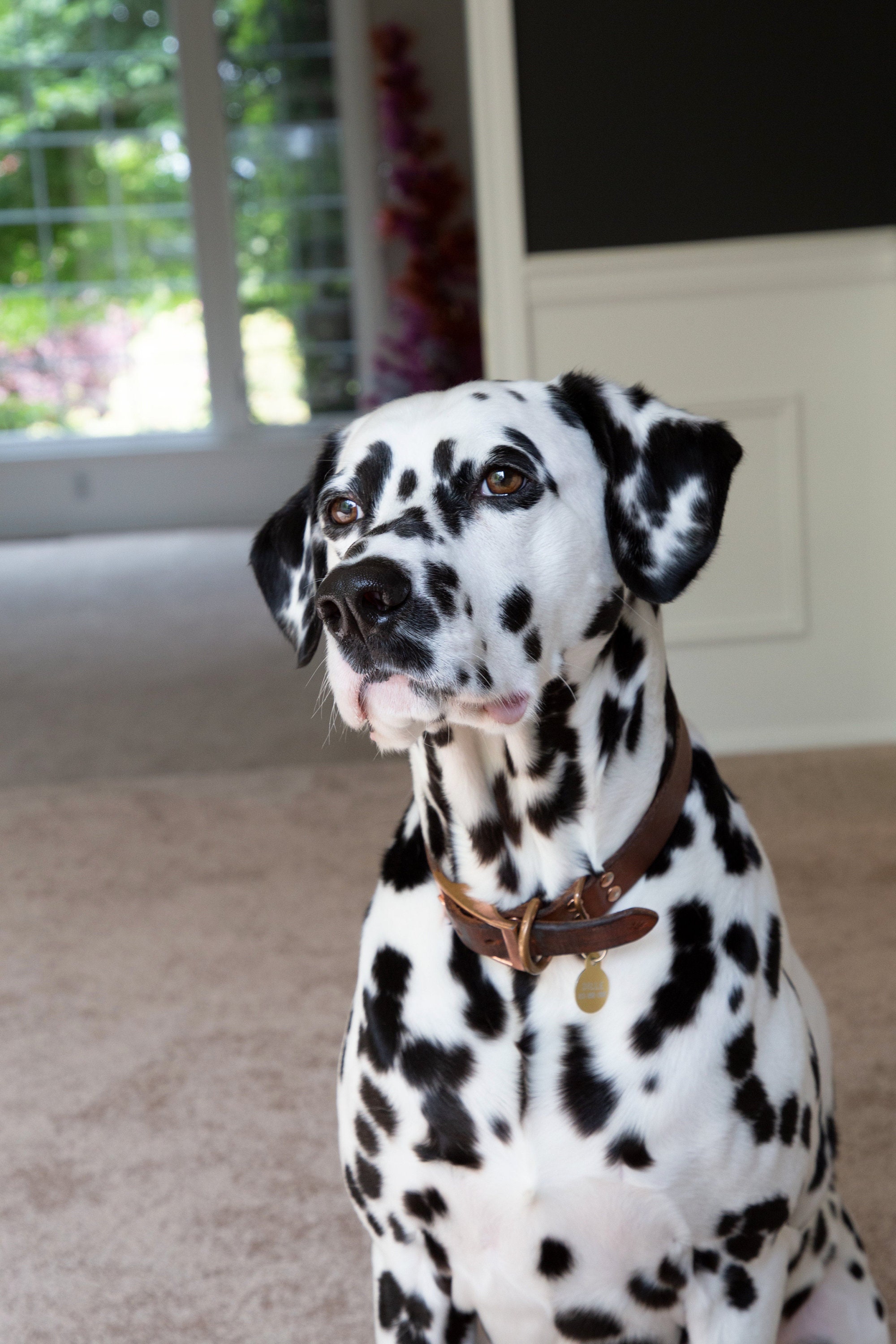 Custom Oil Pet Portrait: Hand-painted Dog Memorial on Canvas - Etsy