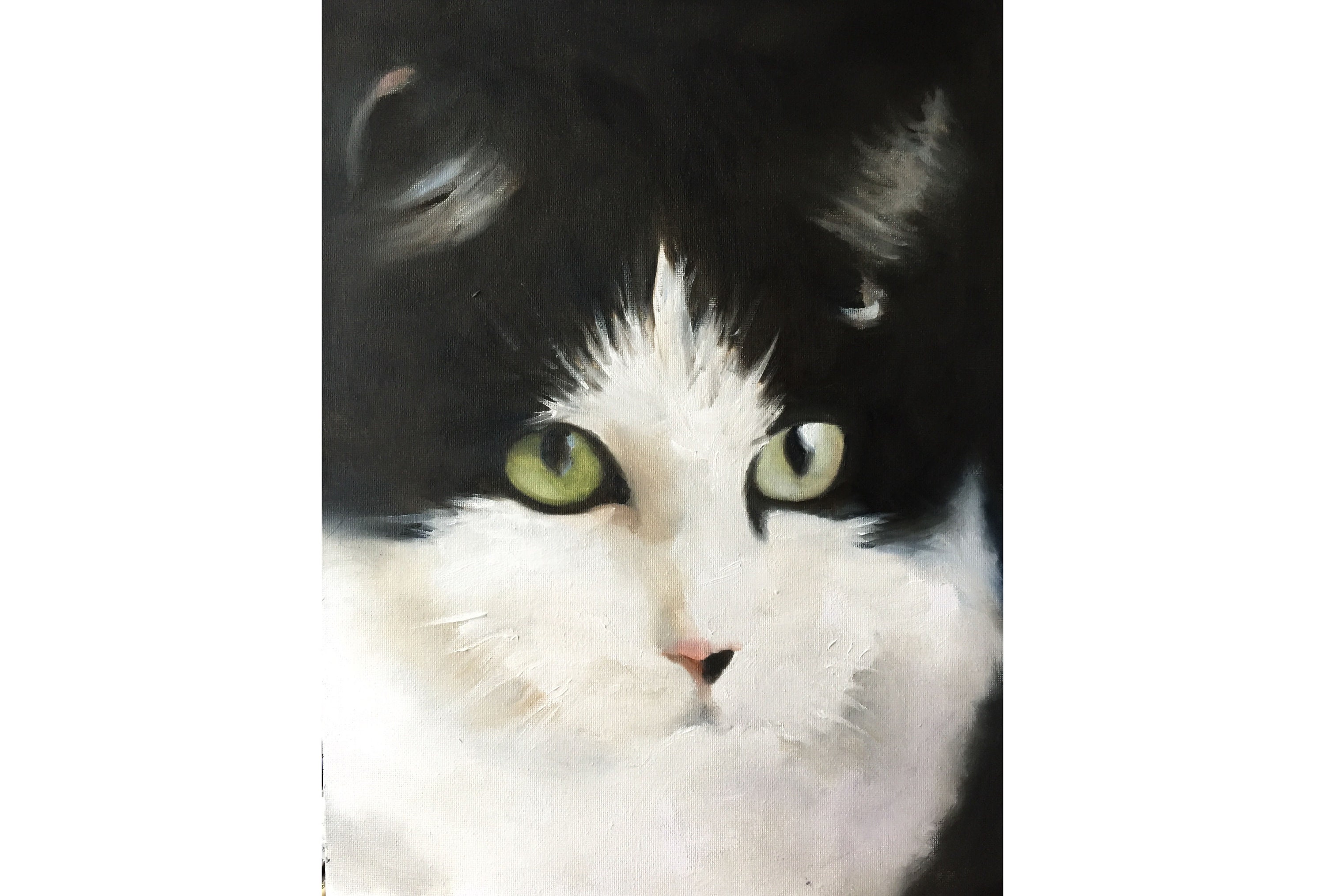 Black and White Cat Art Print: Fine Art Poster, Canvas, or Original Oil ...