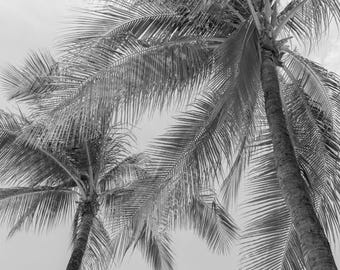 Schwarzweiße Palme, tropische Wandkunst
