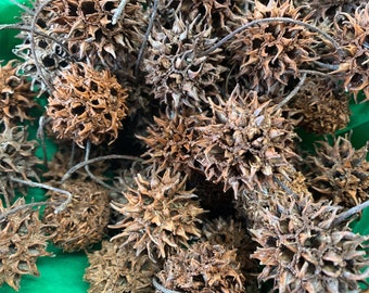 Witches Burrs- Sweet Gum Balls