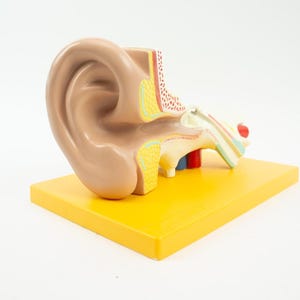 Op de afbeelding: Anatomisch model van een menselijk oor, met de buiten-, midden- en binnenstructuren. Het model is voornamelijk beige en bruin, met interne componenten in rood, geel en blauw. Het staat op een heldergele rechthoekige basis.