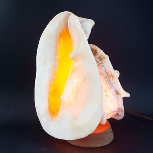 Könnte beinhalten: Eine Muschellampe mit einem warmen, orangenen Leuchten, das aus dem Inneren strahlt. Die Muschel ist weiß mit braunen Markierungen und auf einem Holzsockel montiert.