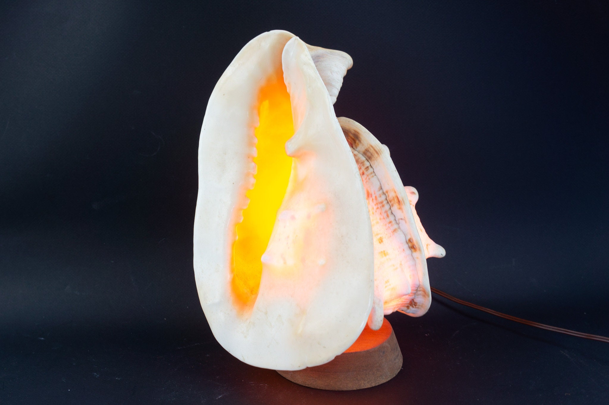 Vintage Seashell Lamp 1950s | Giant Queen Conch Lighting