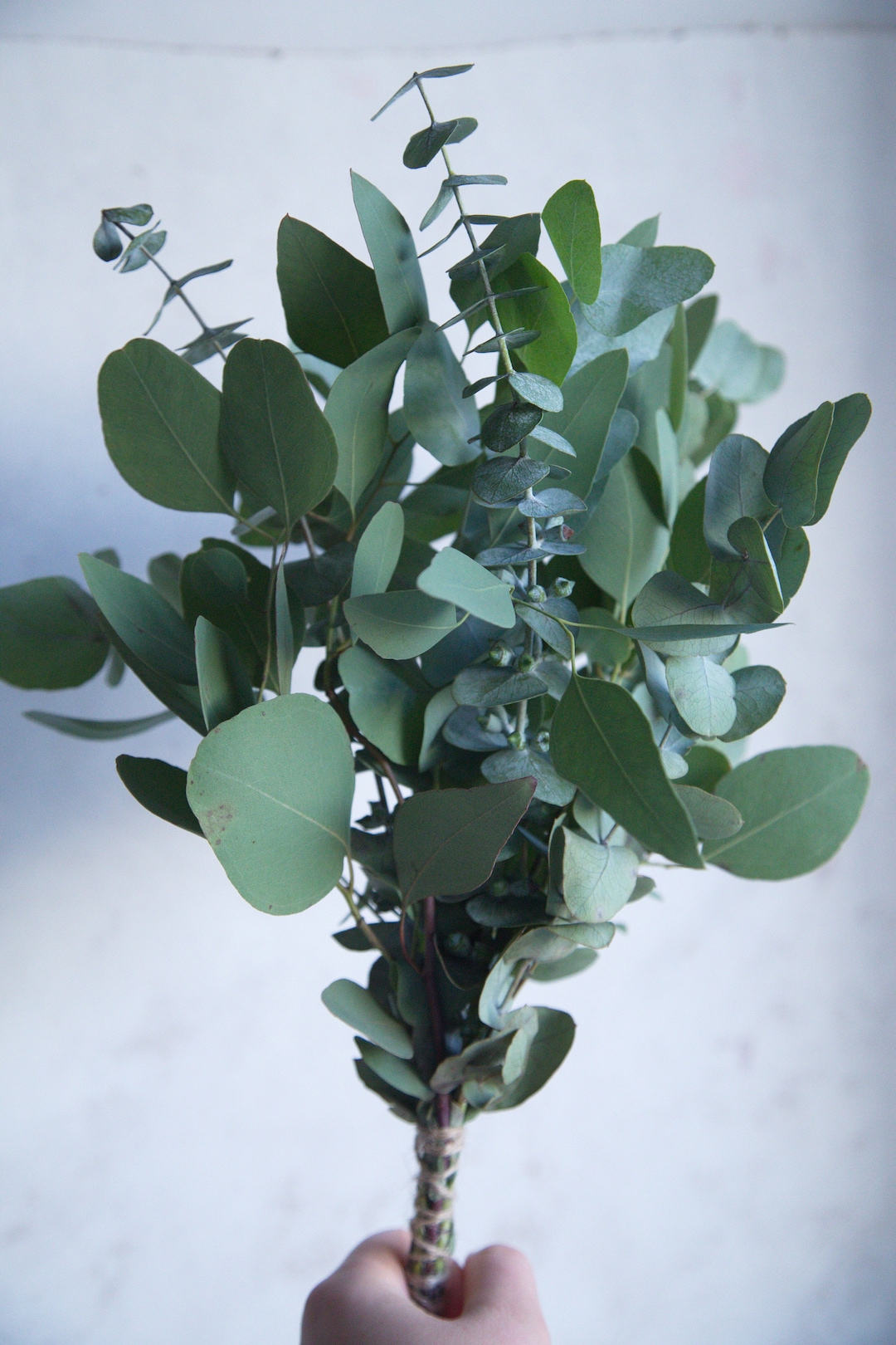 Natural Shower Eucalyptus Bunch With Dried Lavender | Shower Bundle ...