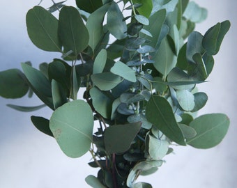 Natürlicher Dusch Eukalyptusstrauß mit getrocknetem Lavendel | Duschpaket | Aromatherapie | Gute-Gut-Geschenk| Baby Blau eukalyptus | Wanddeko