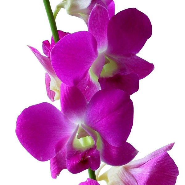 Dendrobium Orchid Hawaiian Starter Plant