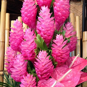 May include: A bouquet of pink ginger flowers and pink anthurium flowers arranged in a vase. The flowers are surrounded by green leaves and bamboo.
