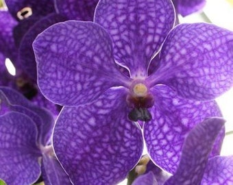 Strap Leaf Vanda Orchid Hawaiian Starter Plant