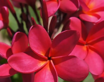Hawaiian Live Tropical Red Frangipani Plumeria Plant Tree Cutting - Big Island Lei Flower 9-12 Inches
