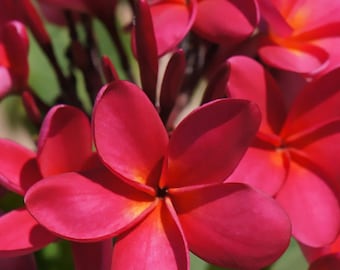 Hawaiian Red Exotic Plumeria Frangipani Plant Cuttings