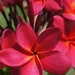 see more listings in the Plumeria Cuttings section