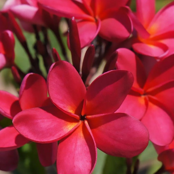 Hawaiian Red Exotic Plumeria Frangipani Plant Cuttings