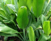 Hawaiian Tropical Green Ti Plant Logs - 1 Pack Has 2 Green Leaf Logs