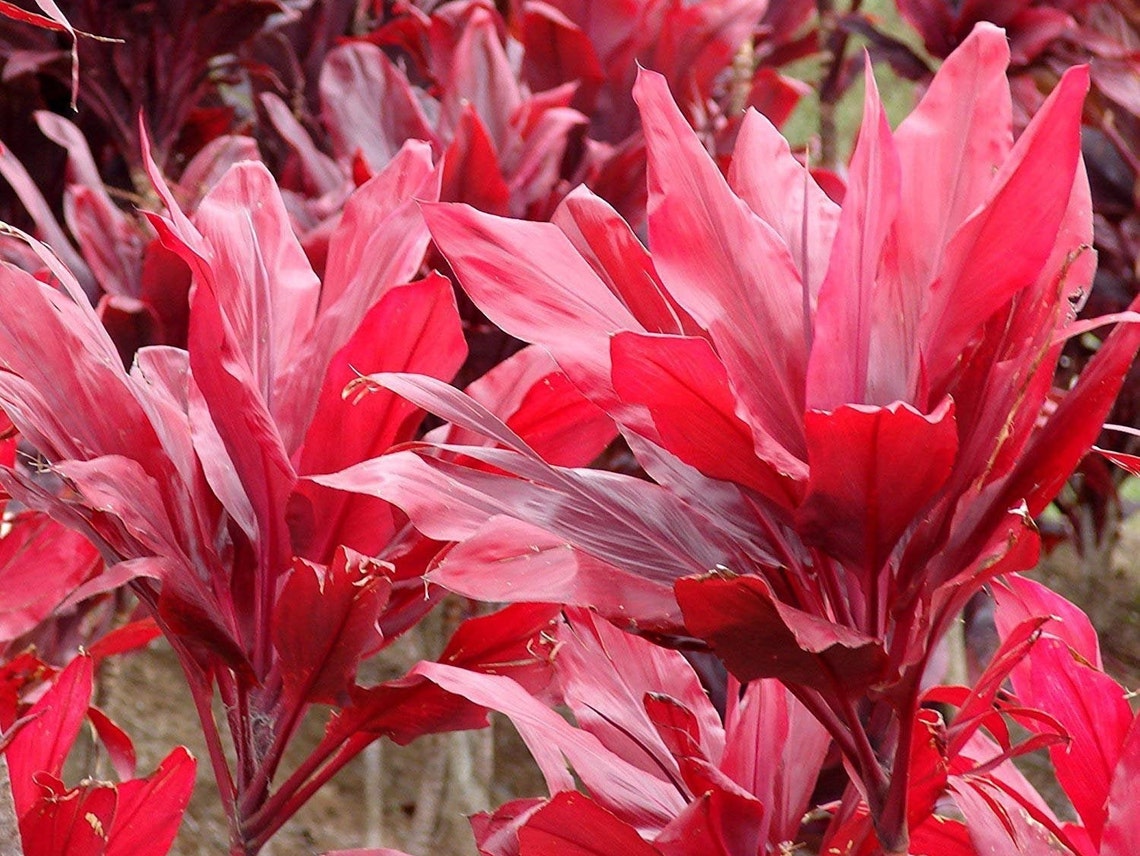 Hawaiian Ti Plant Logs Live Tropcial Ti Plants Red Leaves 1 Etsy