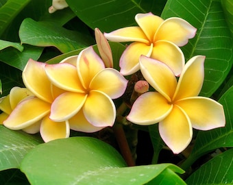 4 PK Yellow Hawaiian Plumeria Frangipani 4 Cuttings L49