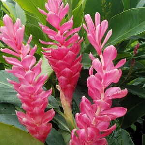 1 Pk Pink Hawaiian Ginger Alpinia Purpurata Ginger Root 2 Roots per pack image 2