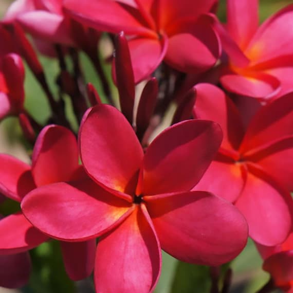 Hawaiian Live Tropical Red Frangipani Plumeria Plant Tree Cutting - Big Island Lei Flower 9-12 Inches